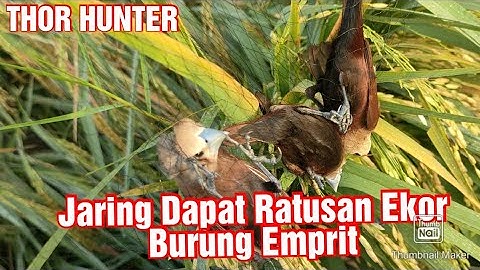 #emprit#jaring Emprit Tanpa Surve Masih Dapat Ratusan Ekor