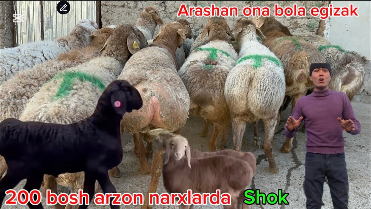 Arashan egizaklar narxlarda arzon shoshiling bõmba boldi arzon