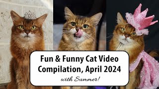 Fun Fashion, Hoop Jumping, a Cat Show and So Much More!  #catvideos #cats
