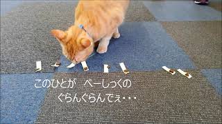 「猫を飼うのをすすめない11の理由」プレゼント抽選会