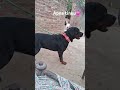 @tinku