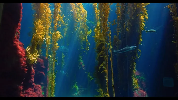 AZA: Saving Animals From Extinction