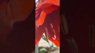 l@-earth.plants-animals Amaryllis belladonna flos ,red amaryllis flowers, lulet e amarilis të kuq
