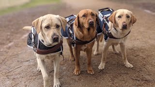Guide Dogs Nswact Home Boarding Program