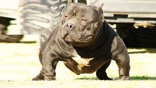 El Pequeno American Bully Exotic Youtube El Pequeno American Bully Exotic Youtube