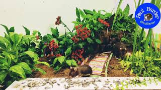 [No ADS] Cat Video | Rats Run Continuously, Bringing Food Back to the Nest | Call | Chit Chit