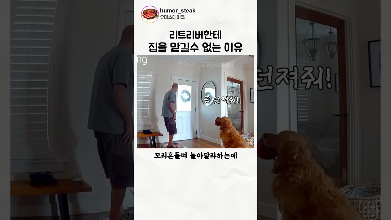 리트리버한테 집을 맡길수 없는 이유