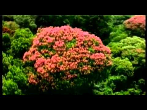يا رب طارق الشيخ 