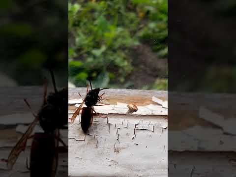 оса гончар гнездо. осиное гнездо. древняя муха в янтаре. найдена оса нашел. найдена оса нашел.