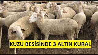 Kuzu besisinde karlılığı nasıl arttırırız / En kısa zamanda en fazla kilo artışı