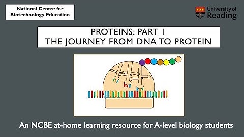 Proteins part 1: The journey from DNA to protein. An A-level biology learning resource