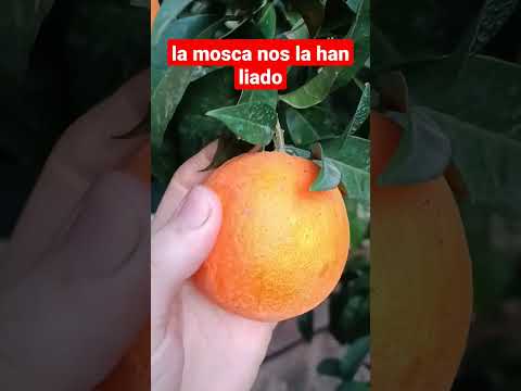 Naranjas picadas por