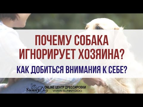 Видео: Ваша собака игнорирует вас?