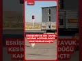 Eskişehir'de bir tavuk kesime götürüldüğü kamyondan kaçtı! #shorts #keşfet #eskişehir #tavuk