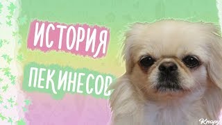 История породы пекинес История породы пекинес