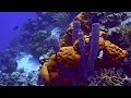 Bonaire scuba diving  4K sony AX100