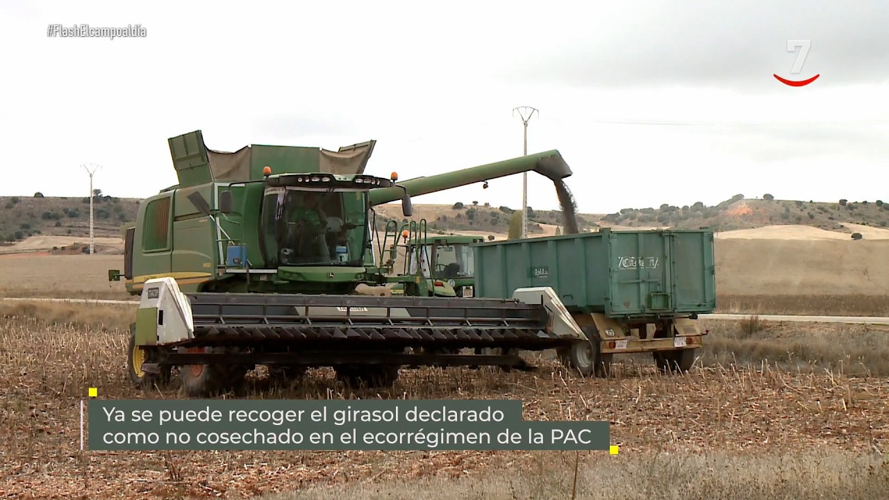 Flash El campo al día (28/09/2026): Ya se puede recoger el girasol declarado como no cosechado