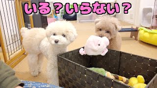 愛犬におもちゃがいるかいらないか確認したら分かりやすく教えてくれました