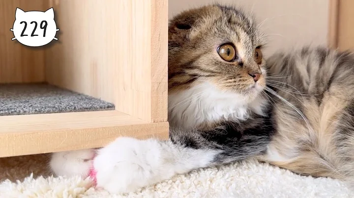 Watch the video about Cute Scottish Fold kitten taking a ball under the cat house. Elle video No.229
