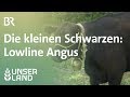 Lowline Angus | Unser Land | BR Fernsehen