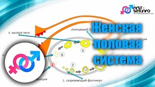 Урок №9. &quot;Женская половая система. Строение и особенности&quot;