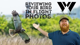 Your bird in flight photos reviewed: Walks With You Episode 2 screenshot 4
