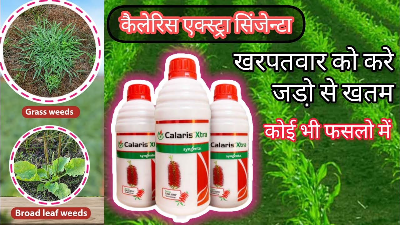 Syngenta Calaris Xtra In Uses Hindi syngenta-calaris-xtra-in-uses-hindi