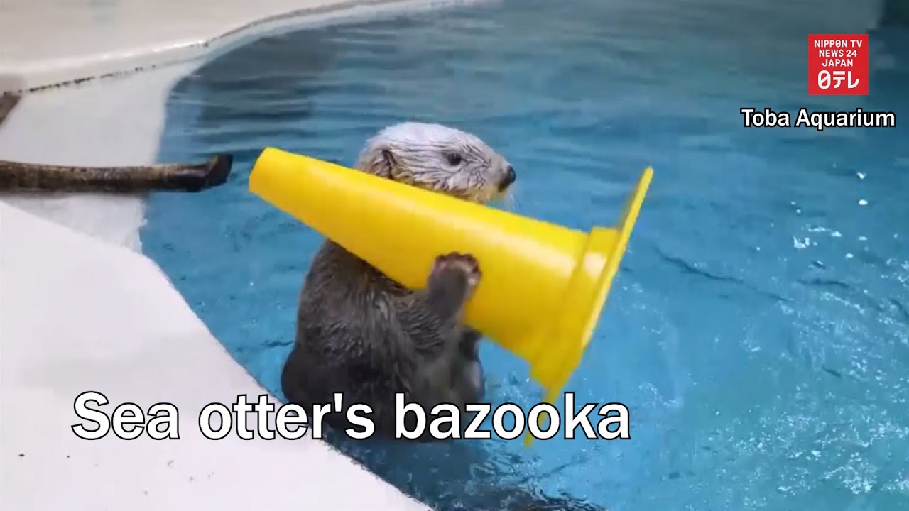 Sea otter's bazooka - YouTube