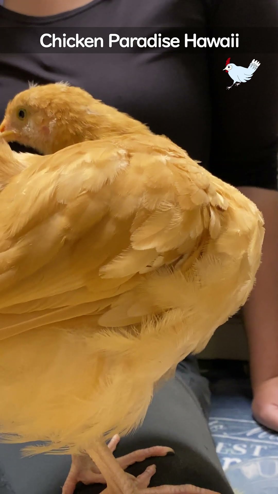 A chick left behind