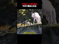 ただの野良犬だった一匹が、やがてオオカミの群れを率いる存在となる!