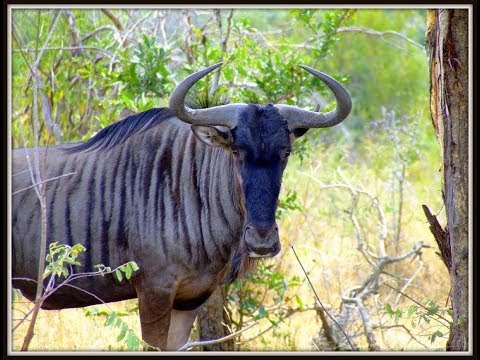 Video: Hoe Lyk 'n Waterbok?