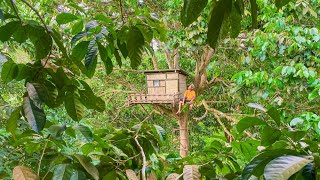 Camping hujan deras - 2 hari dua malam Membangun rumah pohon dari bambu di hutan