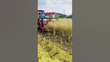 advanced machines for fast harvesting process #shorts