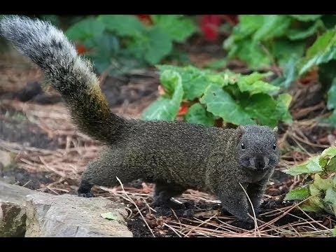 Крысобелка (Лесная соня)