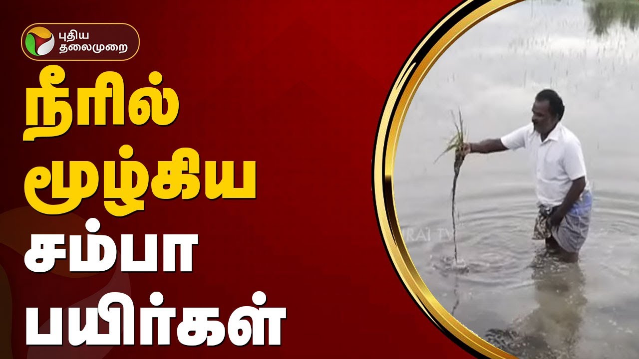 நீரில் மூழ்கிய சம்பா பயிர்கள் | Tiruvarur | Rain | PTT - YouTube