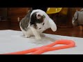 ゴムチューブと子ねこの長い戦い。-Long battle between the rubber tube and Kitten Miri.-