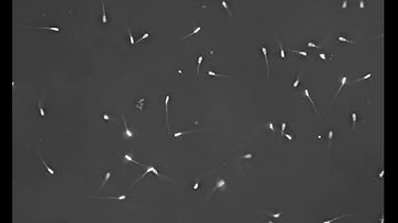 DeltaPix InSight and Invenio 1MSII Boar sperm video 1