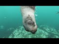 Amazing Underwater World Music 1080P 60fps موسيقي عالم اعماق البحار