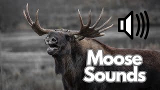 Moose Sound Effects (Call / Moan) | No Copyright | Free