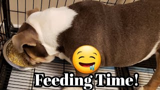 What To Feed Your English Bulldog To Keep It Strong And Healthy