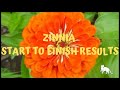 Growing Zinnias - From Seed to Out in the Garden [Zinnia Flower]