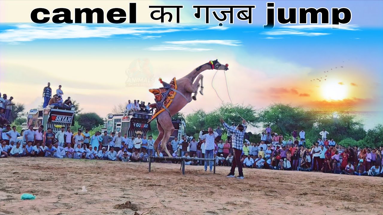 ऊंट का नागौरी डांस | ऊंट डांस 2025 | Camel Dance 2025 | Amazing Camel Dance | New Song Rajasthani