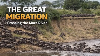 The Great Migration - Wildebeests crossing Mara River in Tanzania