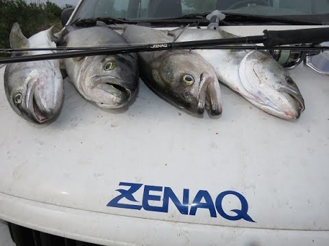 Bluefish Wars! Drop Dead fishing on top water! Feat. Zenaq PA 89