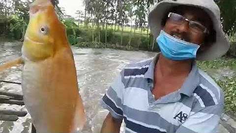 câu cá thiên nhiên[câu cá thiên nhiên-dính cá chép- bằng mồi rất đơn giản