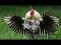 Rooster Chasing & attack. Funny animal. Try to not laugh.