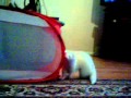 Really hyper ferret