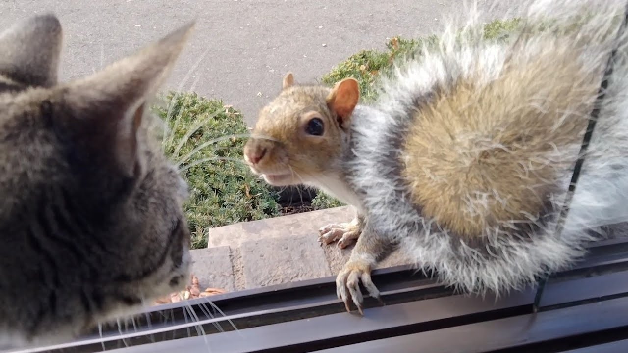 When a squirrel wants to kiss a cat