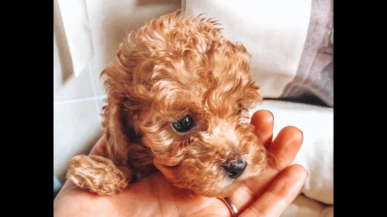 Toy Poodle Puppy - 5 Weeks Old - Youtube