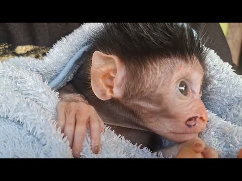 Look At Baby Toto Before And How He Has Changed Now